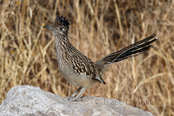 Greater Roadrunner © Russ Chantler